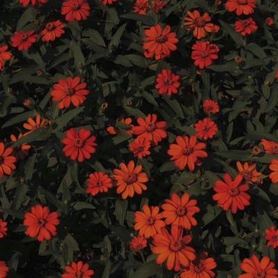 帝一娱乐app下载